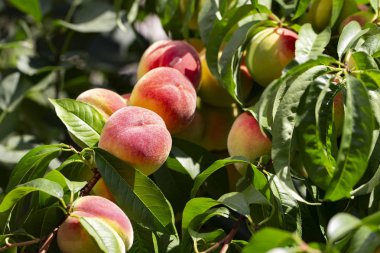 çiftlik şeftali yeşil foliag arasında bir ağaç dalına olgunlaşmak