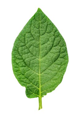 patates sayfa izole beyaz arka plan üzerinde. açıkça görünür doku levha ve kabartmak. kırpma yolu. tex için alan