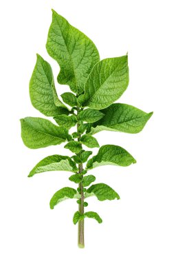 Beyaz arka plan üzerinde izole patates yeşil yaprakları ile twig. kırpma pat