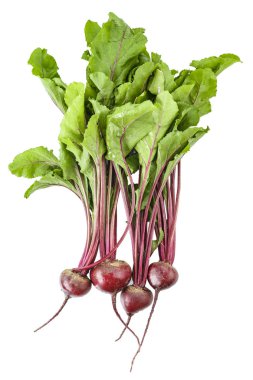 ile genç pancar hasat en fazla. Beyaz arka plan üzerinde izole. tex için alan