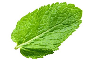 Taze nane yaprağı. Beyaz arka plan üzerinde izole. metin için yer. kırpma pat