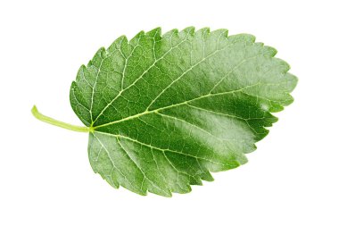 Beyaz arka plan üzerinde izole dut yaprak yeşil. metin için yer. kırpma pat