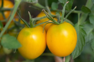 dal taze yeşil foliag arasında sarı domates grow