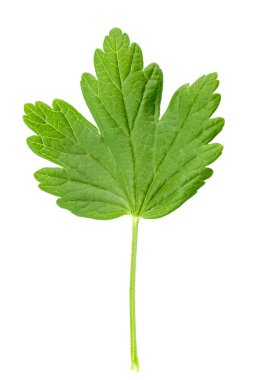 Bektaşi üzümünün yeşil yaprakları, beyaz arkaplanda izole edilmiş. Dosya kırpma yolu içeriyor.