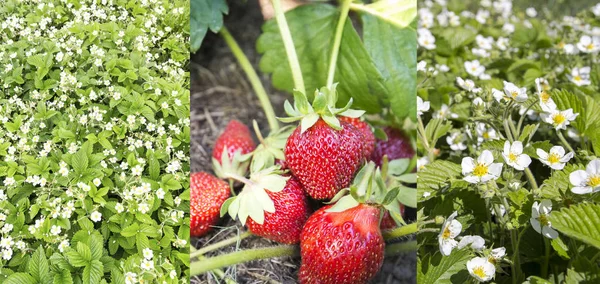 Fragole mature e fioritura — Foto Stock