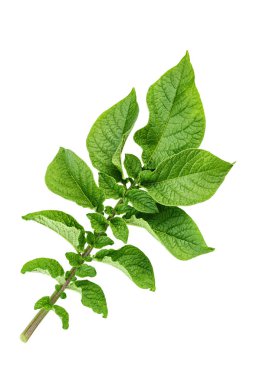 patates bush Şubesi
