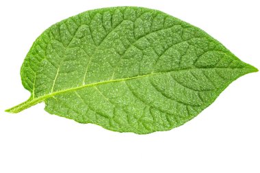 patates izole yaprak