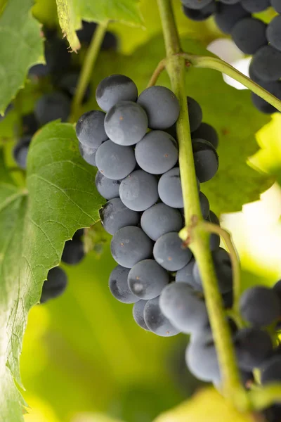 Blauwe druiven op een tak — Stockfoto