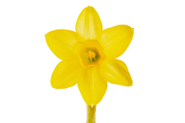 Una flor Narciso —  Fotos de Stock