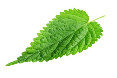 Isırgan şifalı ot