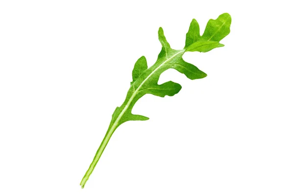 흰색 바탕에 신선한 arugula — 스톡 사진