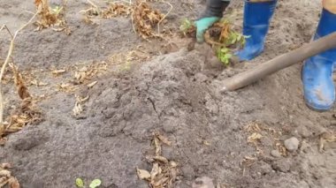 Lastik çizmeler bir kadında bir patates bahçesinde bir kürek ile kazıyor. Sonbahar alan eserler