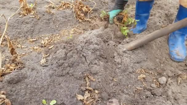 Een Vrouw Rubberen Laarzen Het Graven Van Een Aardappel Met — Stockvideo