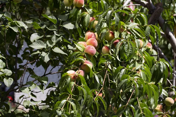 Many ripe peaches among the foliage — Stock Photo, Image