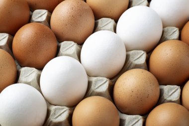 tavuk yumurta portre