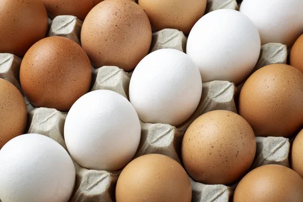 tavuk yumurta portre