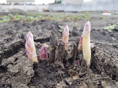 Young and fresh white asparagus-Spring grew in the home garden.  clipart