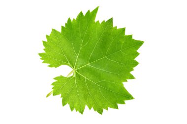 frenk üzümü yaprak kırpma yolu