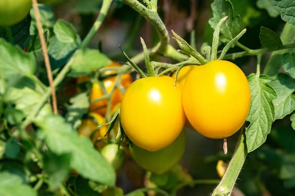 Tomates amarelos em um arbusto — Fotografia de Stock