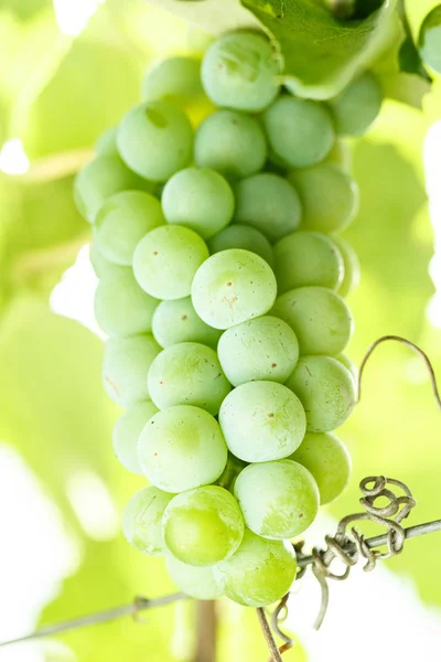 Stelletje groene druiven rijpen — Stockfoto