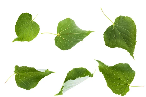 녹색 린든 잎 고립 — 스톡 사진