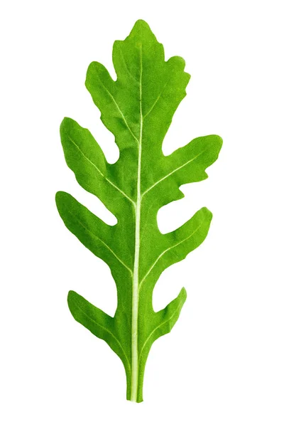 Ruccola Leaf urklippsbana — Stockfoto