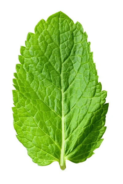 Hermosa hoja de menta — Foto de Stock