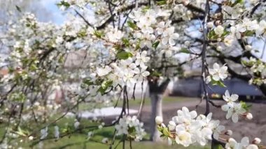 Armut Ağacı çiçek.