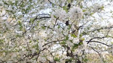 Baharda mavi bir gökyüzünün altında güzel pembe çiçekli meyve ağacı, mevsimin ılık rüzgarında esen bir sürü mor çiçek.