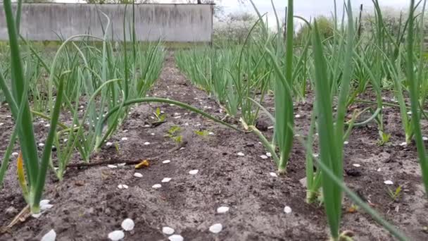 Close-up van uien plantage spruiten — Stockvideo