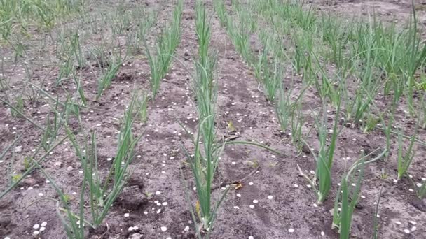 Primer plano de los brotes de plantación de cebolla — Vídeos de Stock