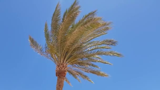 Palmier contre le ciel bleu — Video