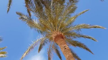 avuç içi dalları alt görünümü