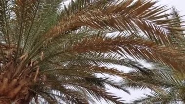 Palmiye dalları yakın çekim