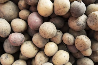 bir arka plan olarak patates hasat