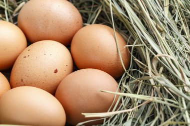 yuva ile taze tavuk yumurtası, bir nes kahverengi yumurta yığını