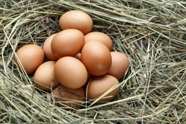 yuva ile taze tavuk yumurtası, bir nes kahverengi yumurta yığını