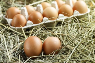 taze tavuk yumurtası saman yuva