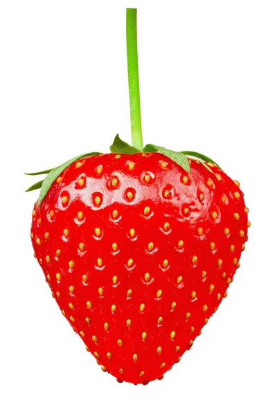 Reife Erdbeere auf weißem Hintergrund — Stockfoto