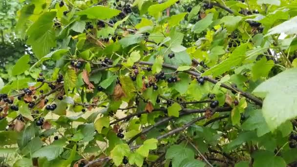 Grosella negra crece en un arbusto entre exuberante follaje verde . — Vídeos de Stock