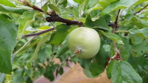 Pommes vertes sur une branche — Video