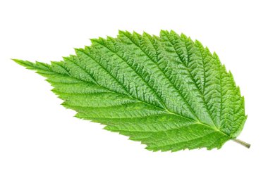 Beyaz arka planda solated Ahududu yeşil yaprak. 