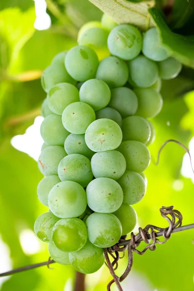 Wijnbouw en bos van witte druiven — Stockfoto