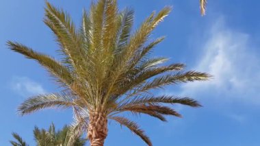 Palmiye ağacı rüzgarda 4k esen