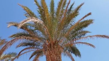 Açık mavi gökyüzü ve palmiye ağaçları rüzgarda yapraklarından