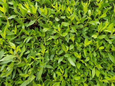 metin için çalı yerde yeşillik