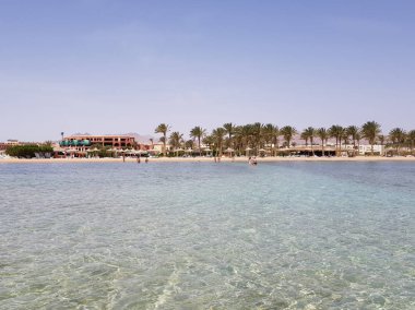 palmiye ağaçları ile Sahil