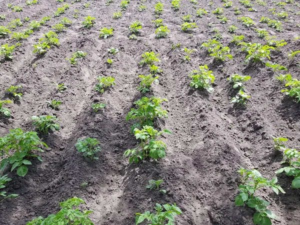 Вирощування картоплі в саду — стокове фото