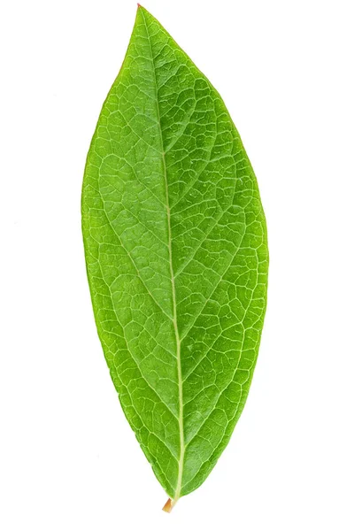 Ruta de recorte de hojas de arándano —  Fotos de Stock