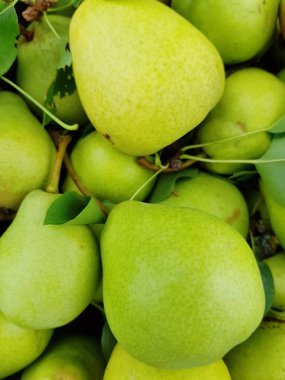 organik armut arka plan